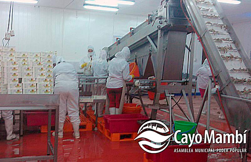 pesca camaronera 4