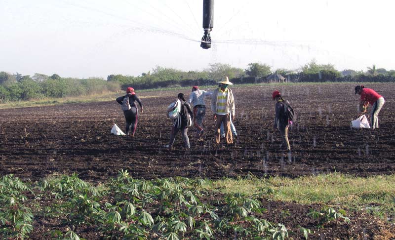 trabajo voluntario CTC congreso 2