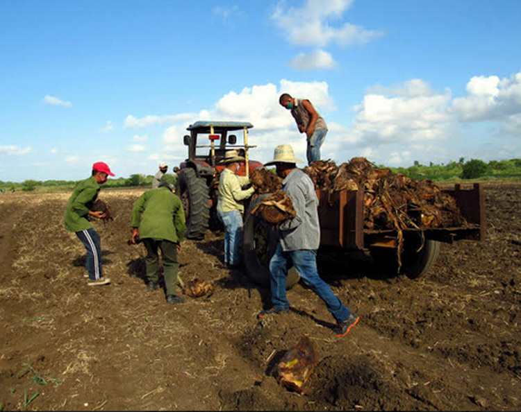 trabajo voluntario hh3
