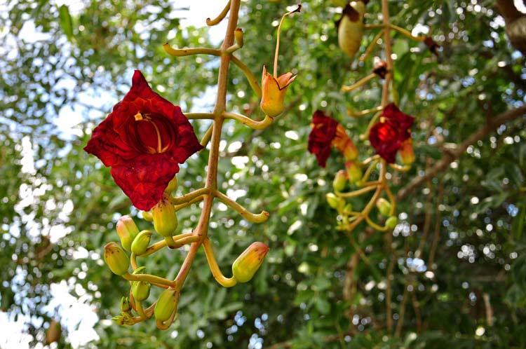 Jardín botanico holguin 10