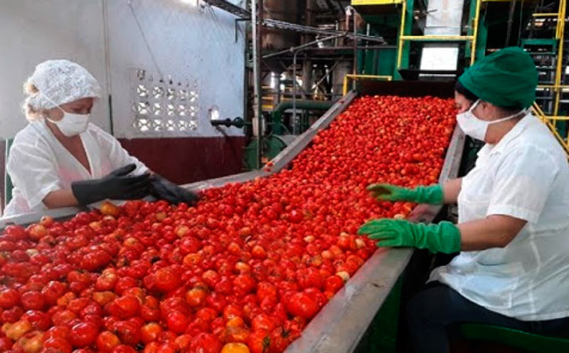 campaña de tomate turqino aldia.cu