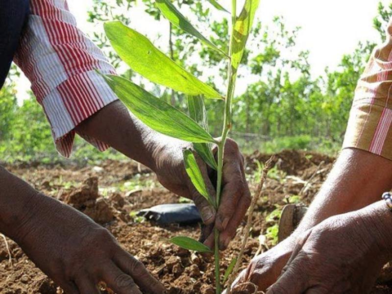 desarrollo forestal cuba 1