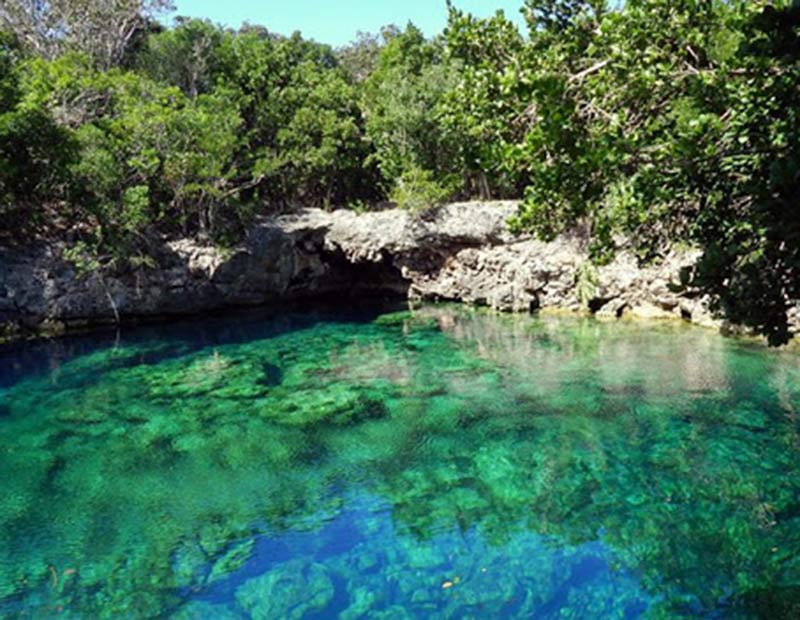 desarrollo forestal cuba 2
