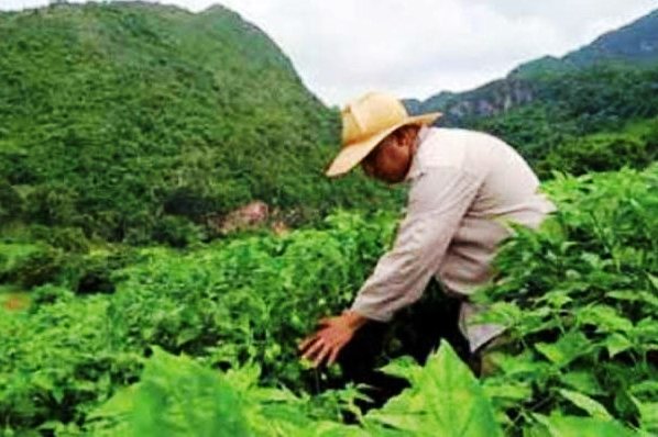 farmer