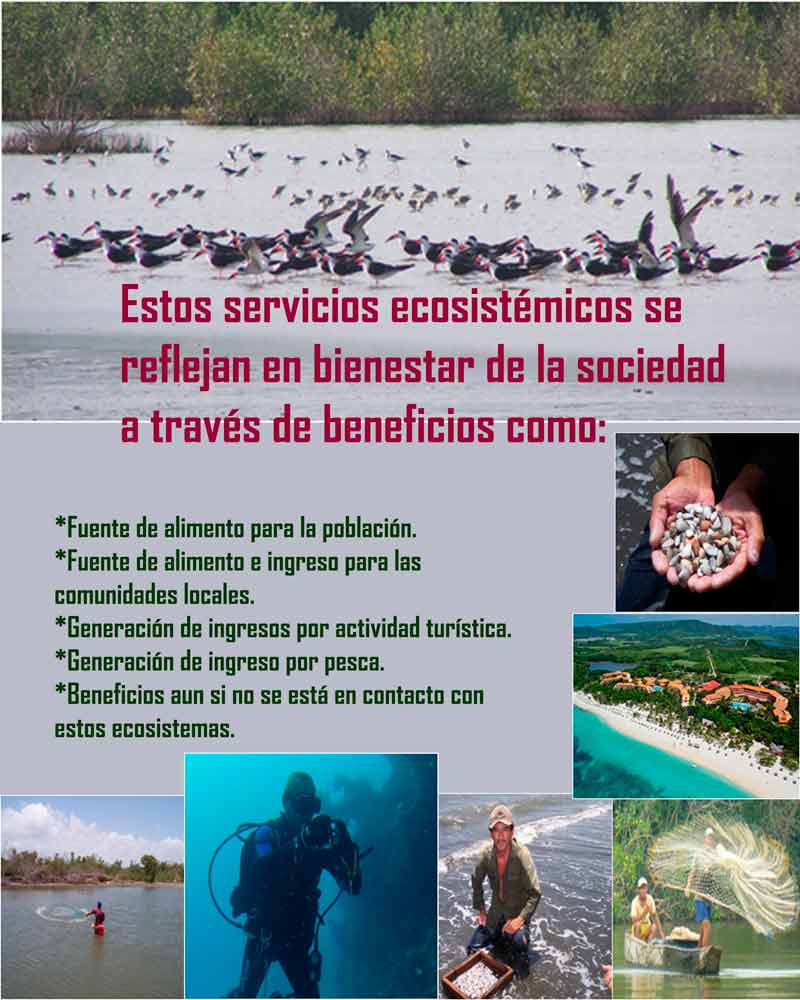 Ecosistemas Infografía 2