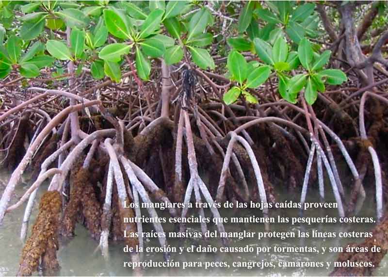 Ecosistemas manglares c