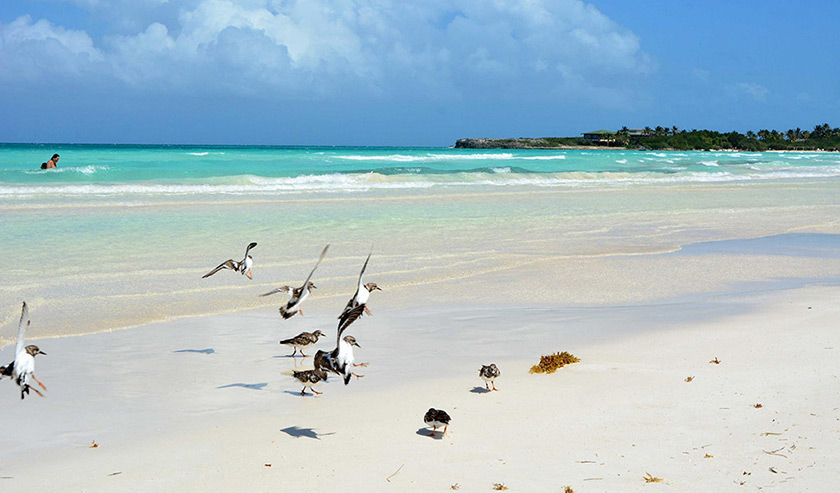 jardines del rey