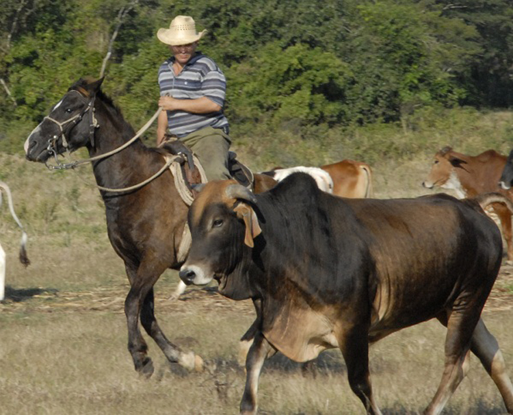 pastoreo de ganado