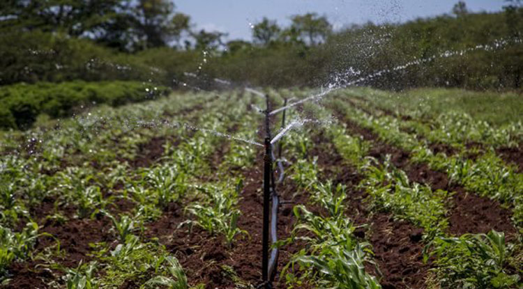 agricultura sembrado