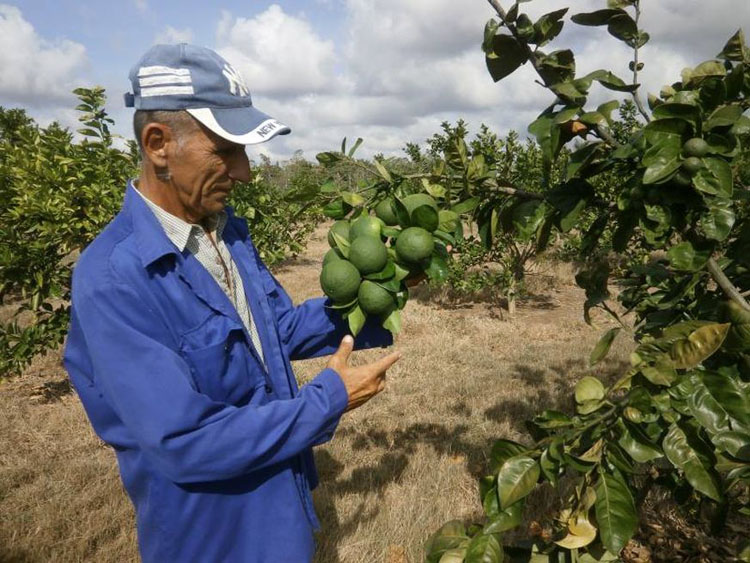 citricos jiquima holguin
