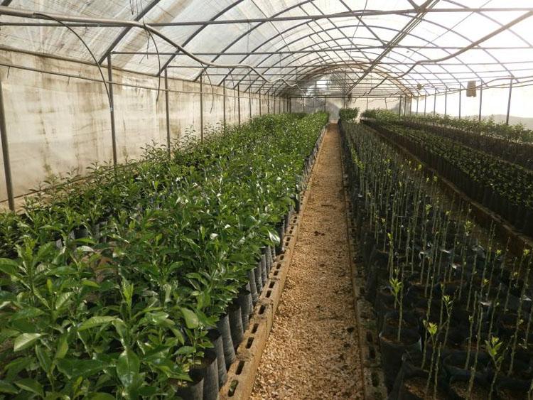 citricos jiquima holguin5