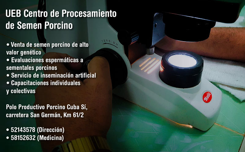 inseminacion porcina 5