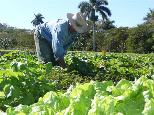 seguridad alimentaria