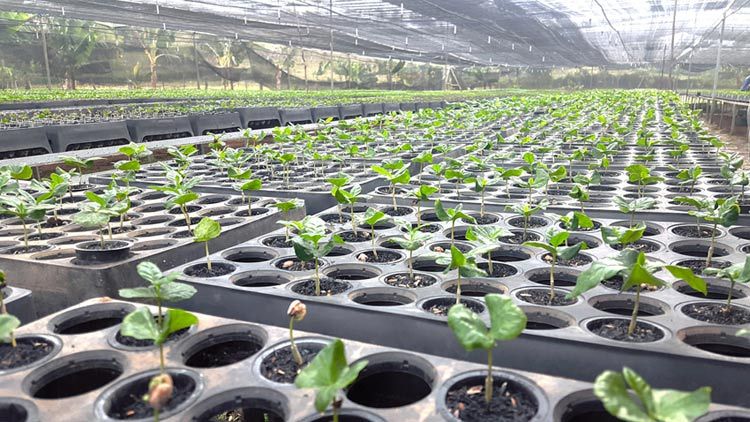 vivero café 1