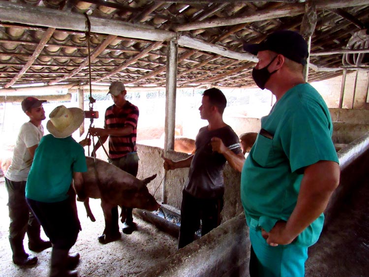 campesino Pesaje para la entrega Porc ATH