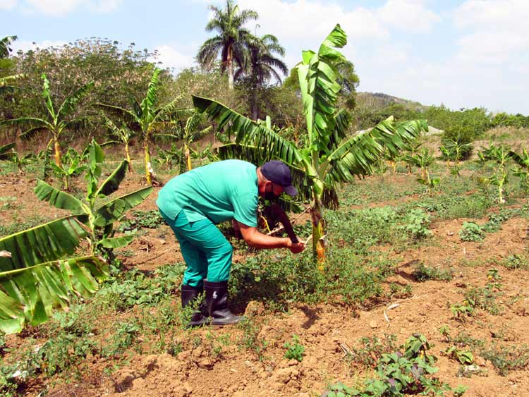 campesino Productor en sus Cultivos ATH