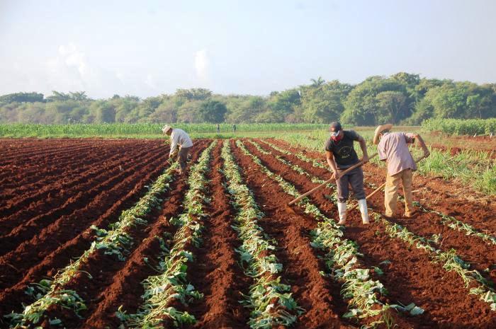 agriculture