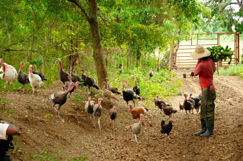 báguanos recorrido ELA 7