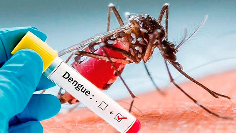 Aedes aegypti dengue1