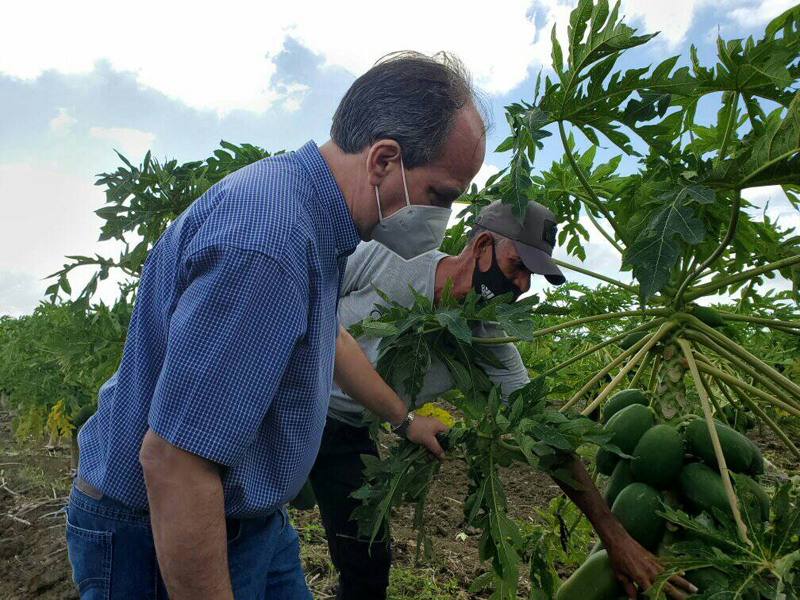 mayarí