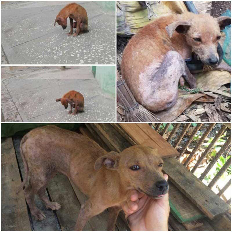 Día perro Cuba maltrato animal