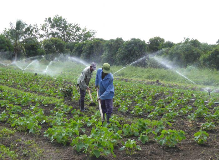 agricultura cubana