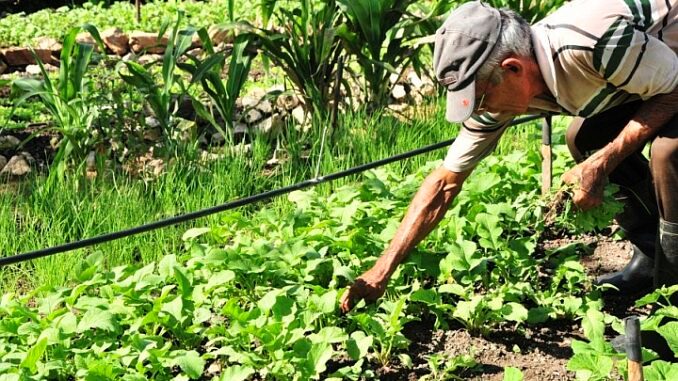 soberania alimentaria agricultura