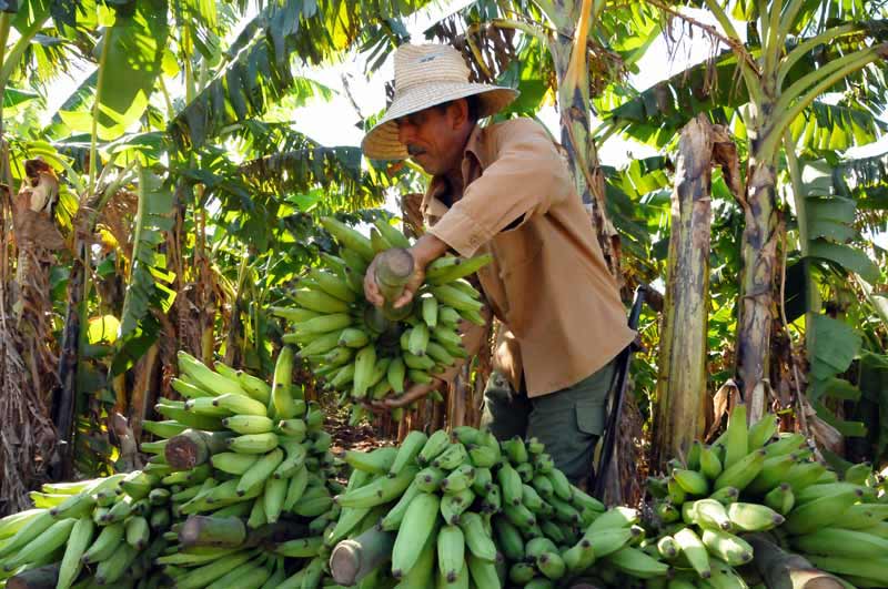 cacocum sede triunfo revolución ELA 9