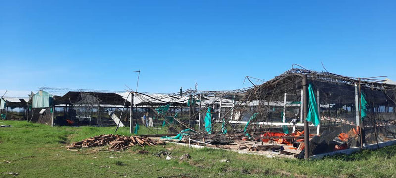 trabajadores avícolas 03