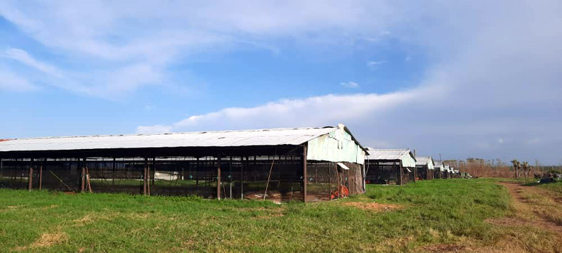 trabajadores avícolas 04