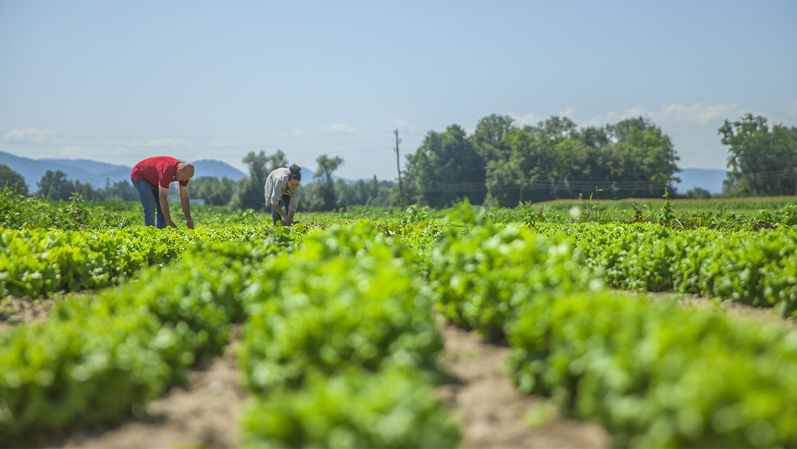 agriculture