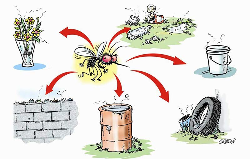 Mosquito caric
