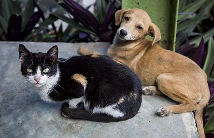 animales 1 