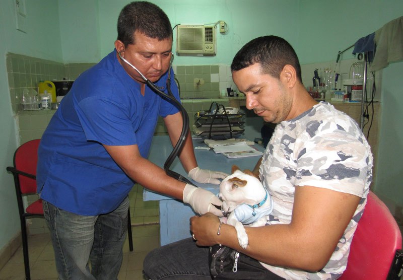 clinica veterinaria 1