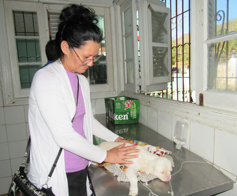 clinica veterinaria 2
