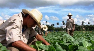 agricultura cuba 1