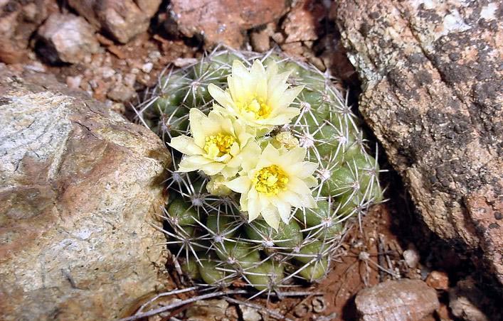 cactus enano holguin