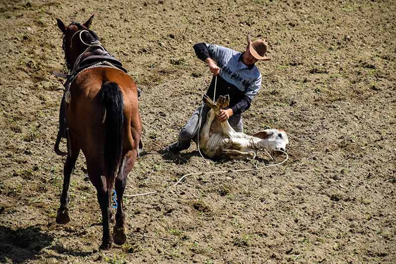 hcs rodeo 012