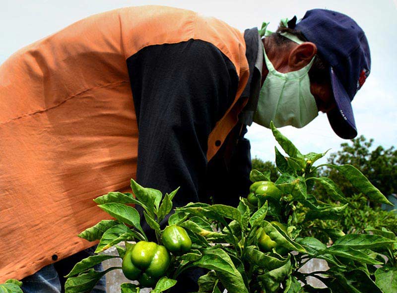 autoconsumo agricultura urbana 2