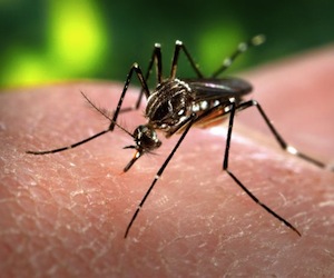 aedes aegypti cdc gathany