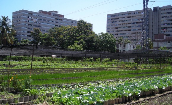 Agricultura Urbana Habana