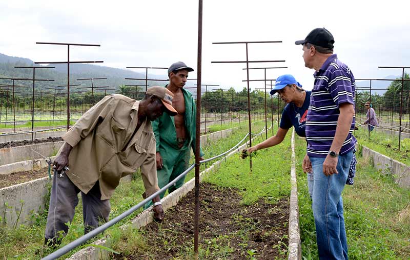 polo productivo mayarí 17