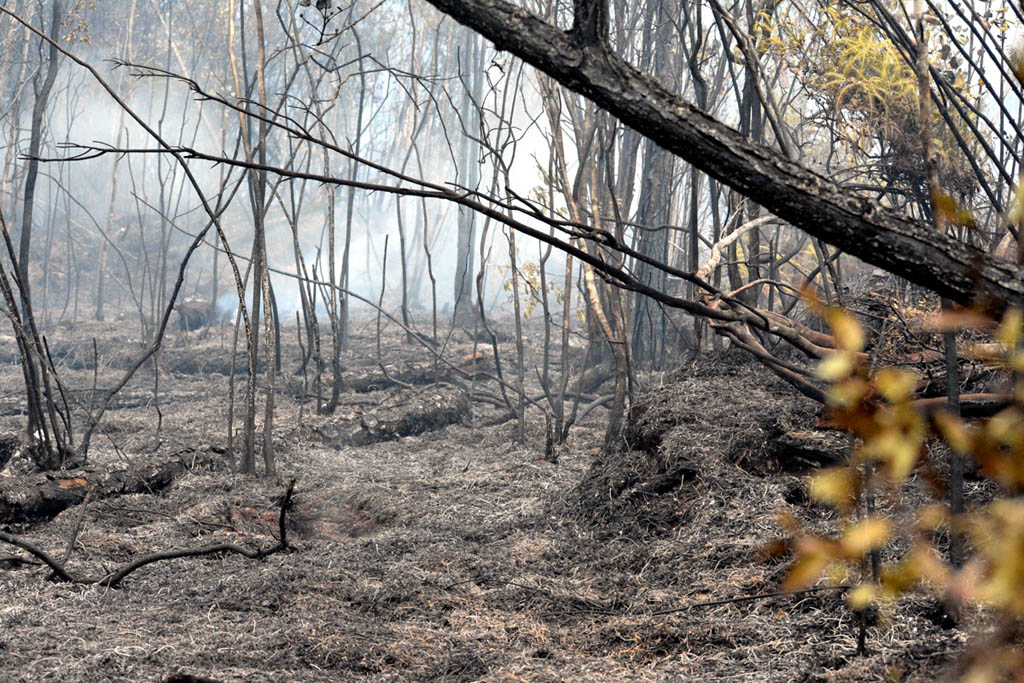 Incendio Mayarí 12