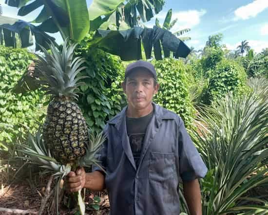 cubafruta en Matanzas
