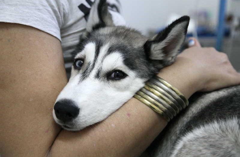 perro