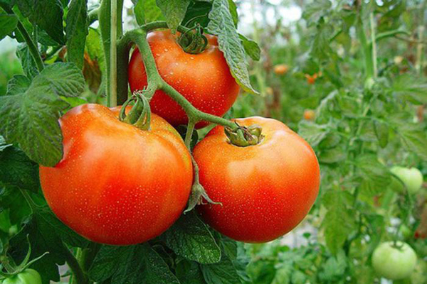 1105 tomate