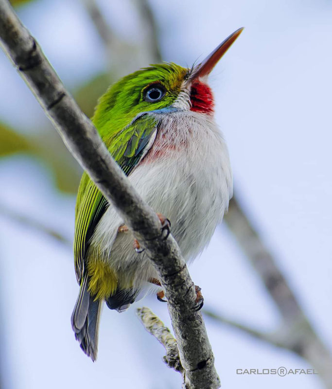 Fotorreportaje aves 2