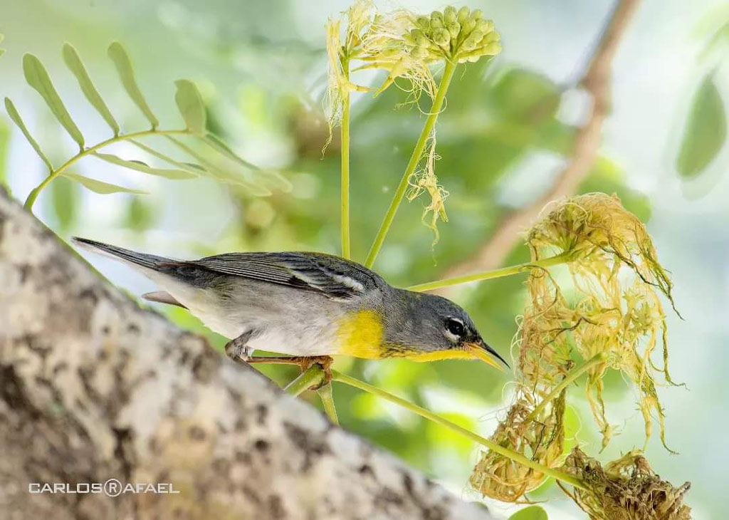 Fotorreportaje aves 5