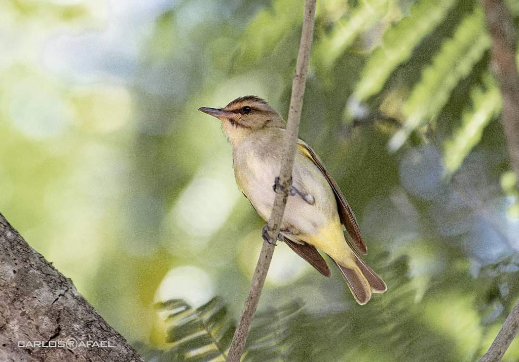 Fotorreportaje aves 9