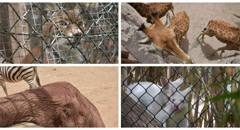FotoFest presentó la exposición fotográfica colectiva ¡¡¡STOP!!!, bajo la premisa de reforzar la importancia de la fotografía en la protección y la defensa de los animales (2021) Rom 21 5
